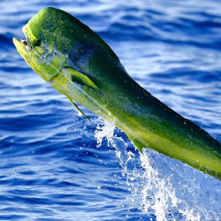 Sportfishing Target Species Jupiter, Stuart, Palm Beach  Bahamas